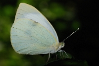 Pieris brassicae (Cavolaia maggiore)